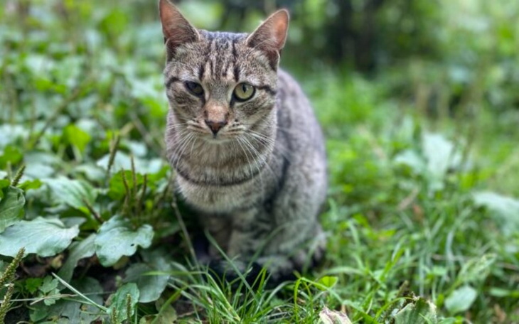 Zbiórka Na jedzonko dla kotków - zdjęcie główne