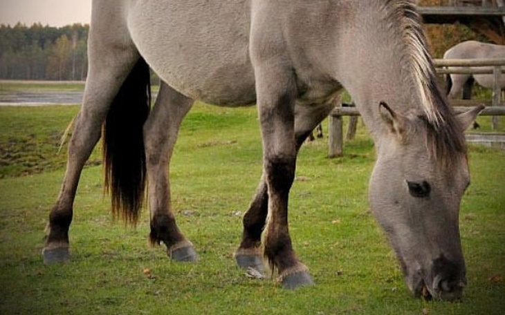 Zbiórka Na moje marzenie🐎 - zdjęcie główne