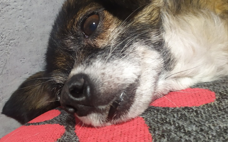 Zbiórka By zęby nie bolały - zdjęcie główne