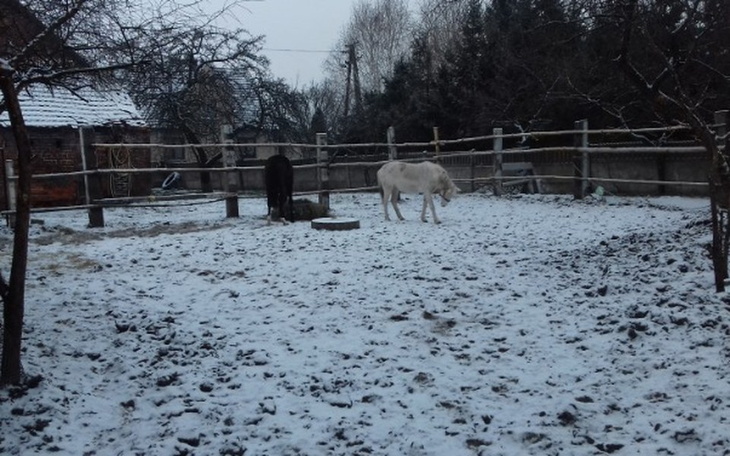 Zbiórka Ogrodzenie dla koni - zdjęcie główne