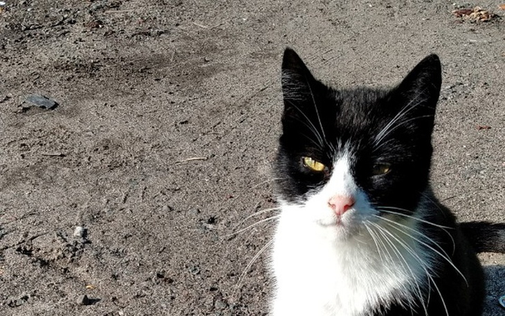 Zbiórka Na miskę karmy - zdjęcie główne