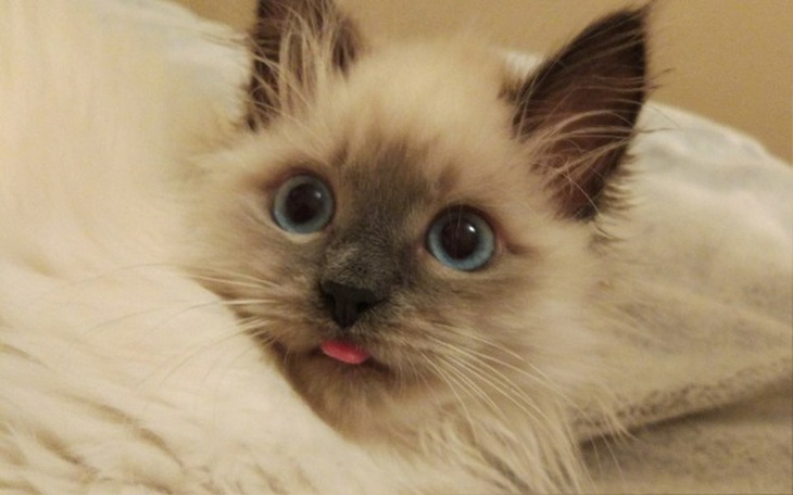 Zbiórka Drapak dla kota - zdjęcie główne