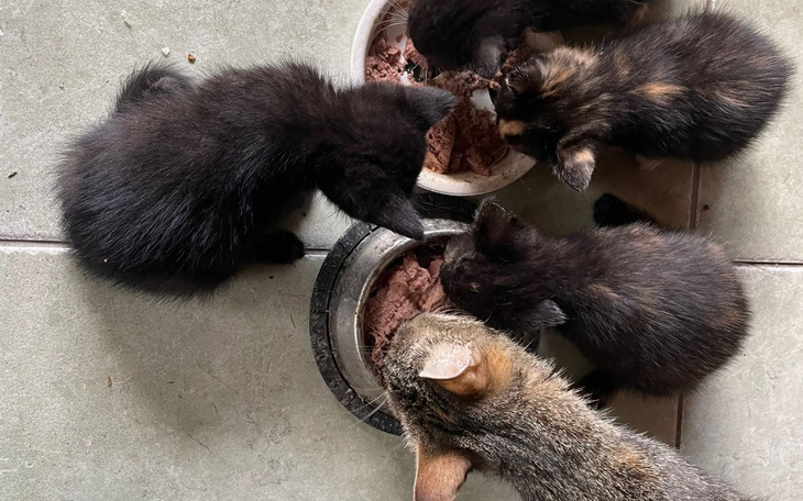 Zbiórka Ocalone Aniołki - zdjęcie główne