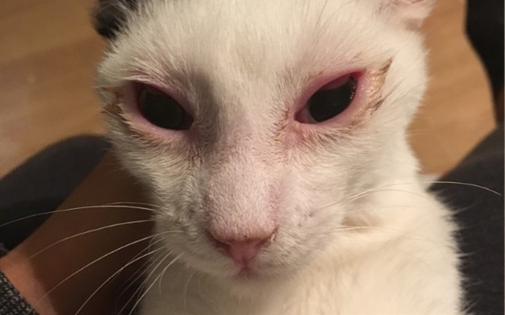 Zbiórka 3600 zl dlugu w lecznicy ... - zdjęcie główne