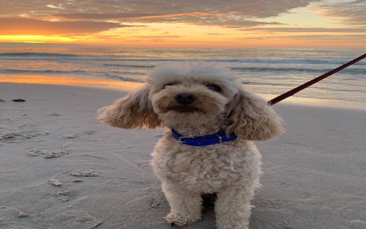 Zbiórka zbieram na drugiego pieska - zdjęcie główne