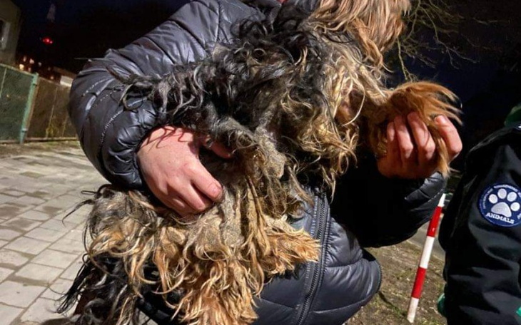 Zbiórka 25 yorków ofiarami zbieractwa - zdjęcie główne