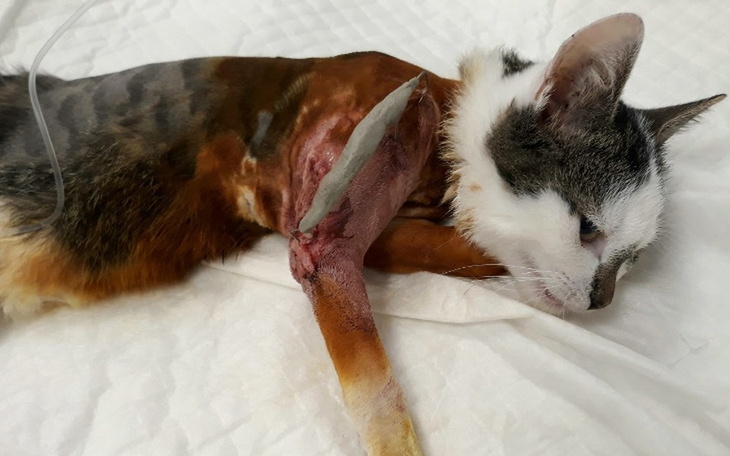 Zbiórka Timi - zdjęcie główne