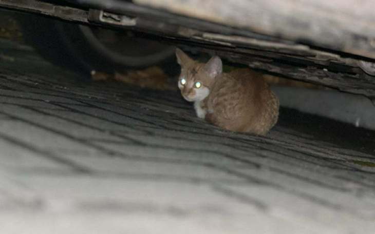 Kot schowany pod samochodem, z niepewnym spojrzeniem.