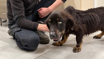 Zbiórka Bez siły by żyć - miniaturka zdjęcia