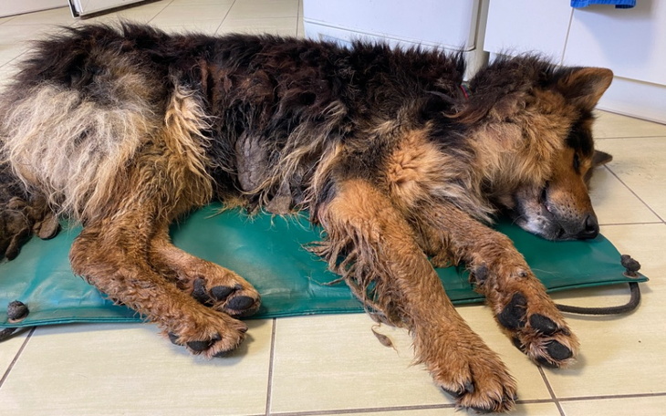 Pies śpiący na zielonej macie w klinice weterynaryjnej.