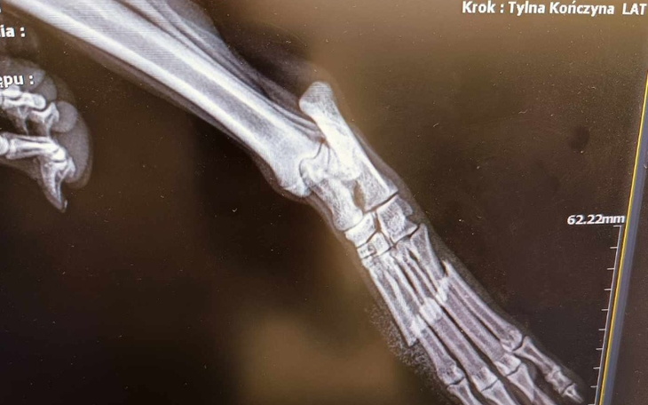 Zbiórka Na operację pieska FiFi - zdjęcie główne