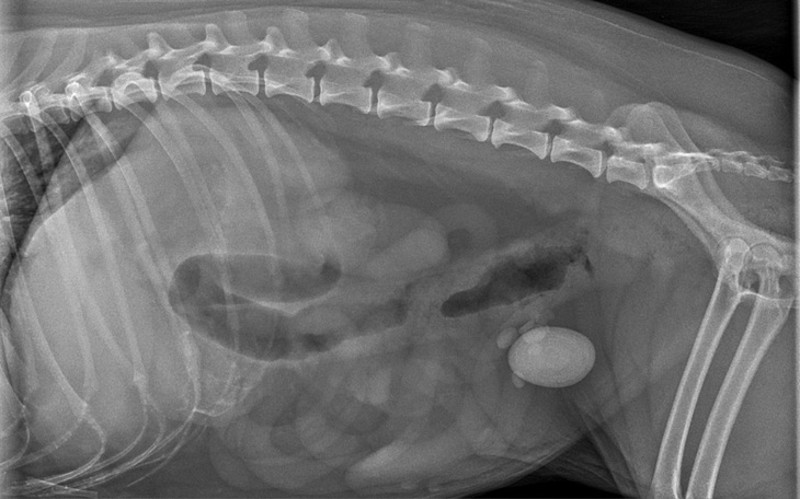 Rentgen pokazujący wnętrze zwierzęcia.