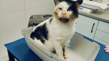 Zbiórka Dajmy Edziowi życie bez bólu - miniaturka zdjęcia