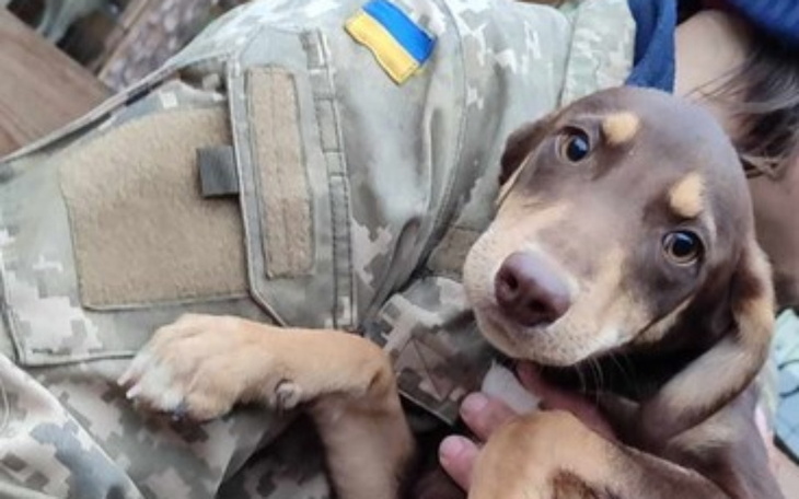 Zbiórka Dla psów z linii frontu Ukraina - zdjęcie główne