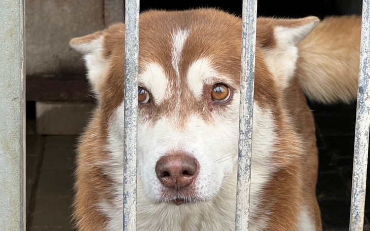 Pies za kratami, czekający na nowy dom i miłość.