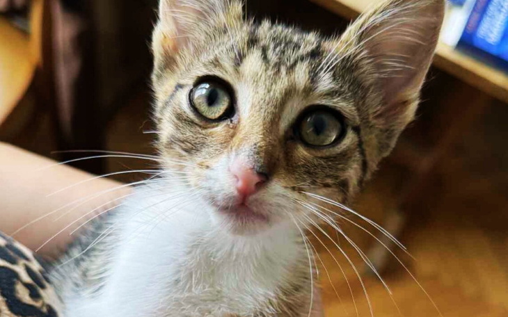 Młody kotek z dużymi oczami, patrzy z ciekawością.