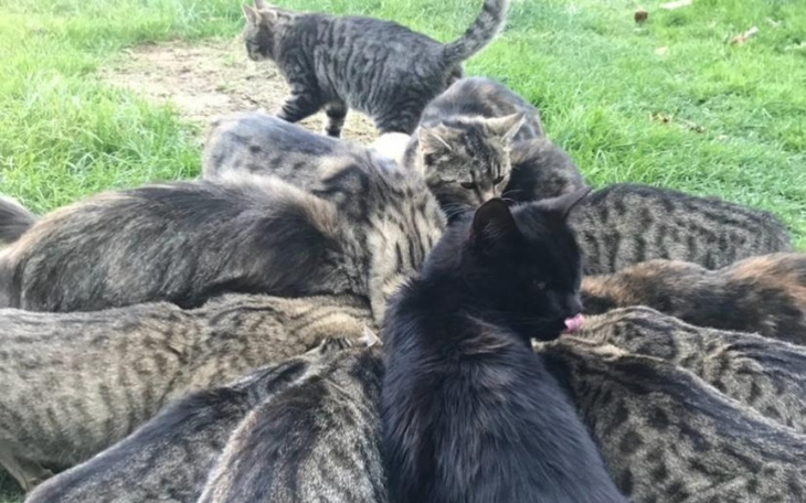 Zbiórka Kastracja bidoków z Makoszyna - zdjęcie główne