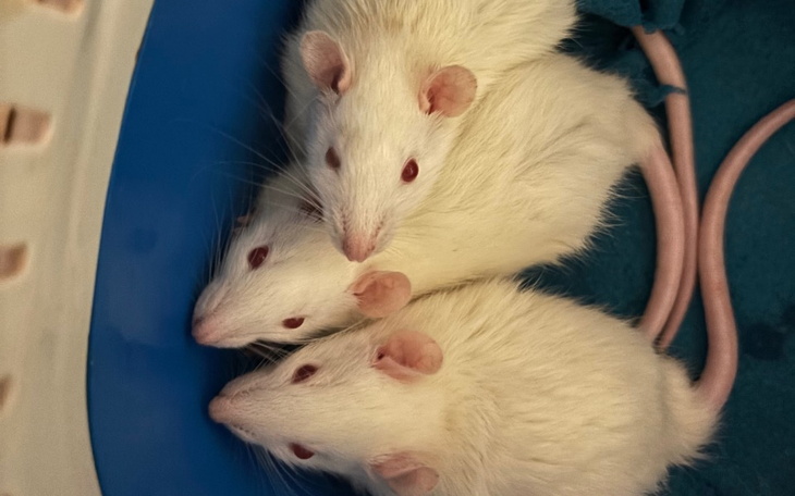 Trzy białe myszy w niebieskiej misce, z różowymi uszami.