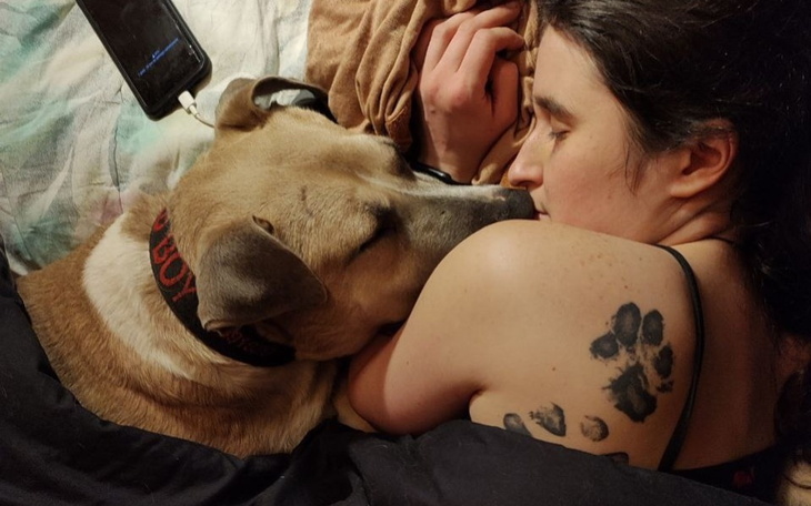 Zbiórka Na zabieg Golda - złotego psa - zdjęcie główne