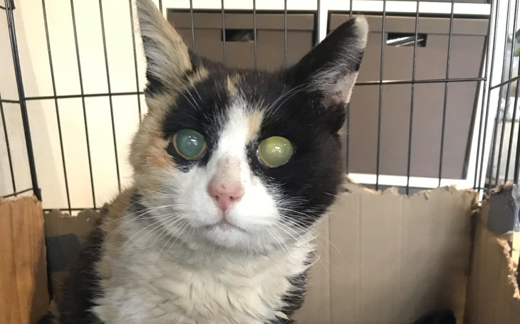 Kot o niecodziennym wyglądzie z jednym okiem zielonym, a drugim szarym.