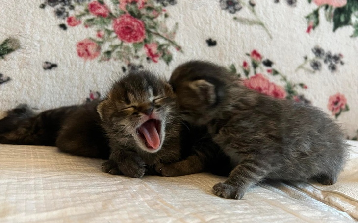 Zbiórka Umknęły śmierci z rąk gospodarza - zdjęcie główne