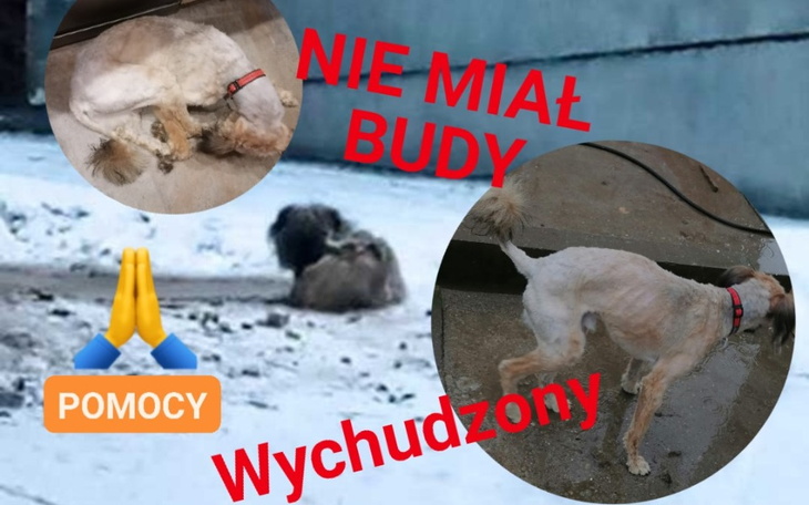 Zbiórka Odzyskać życie CZESIA z łańcucha - zdjęcie główne