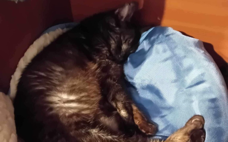 Zbiórka Diagnoza mojej kotki Soni - zdjęcie główne