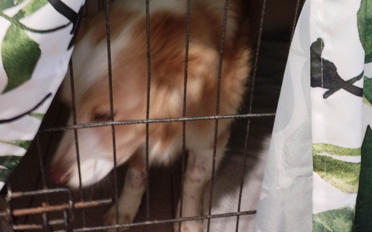 Zbiórka Zabrany spod igły,pomóż mi żyć - zdjęcie główne