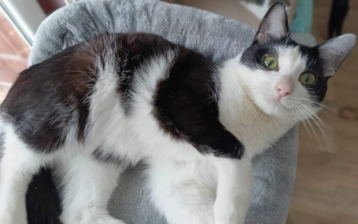 Zbiórka Prosimy o pomoc Kotki - zdjęcie główne