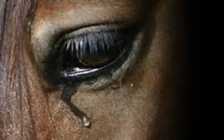 Zbiórka Wykup koni przed Skaryszewem.!! - zdjęcie główne