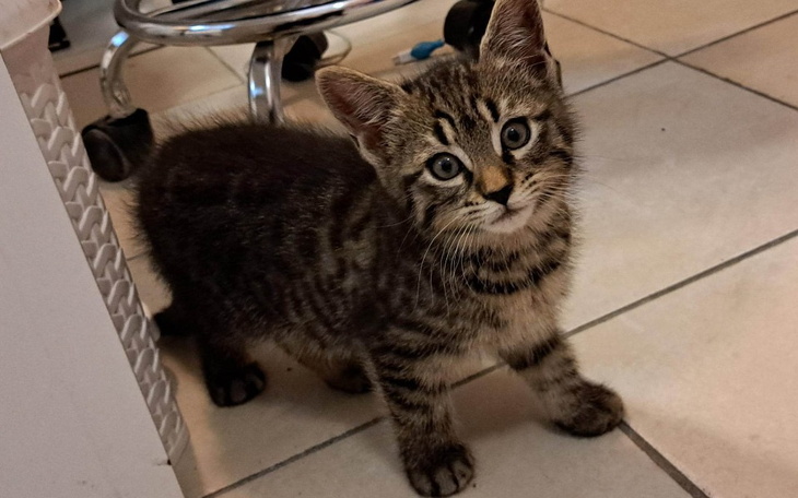 Zbiórka Karma i akcesoria dla zwirzątek - zdjęcie główne