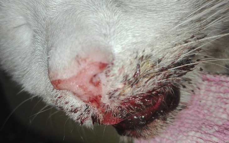 Zbiórka Tragedia Bezimiennego - zdjęcie główne