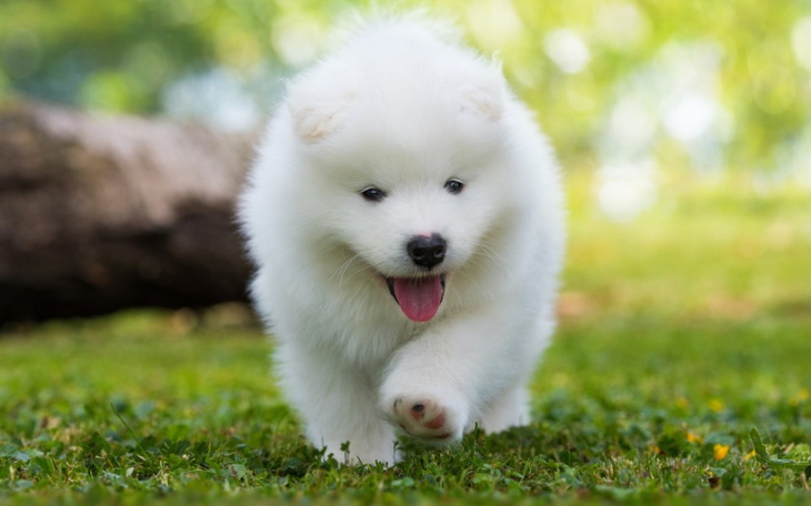 Zbiórka Wymarzony piesek. - zdjęcie główne