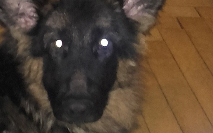 Zbiórka Leczenie Luny po wypadku - zdjęcie główne