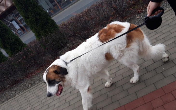 Zbiórka Leczenie dysplazji u psa - zdjęcie główne