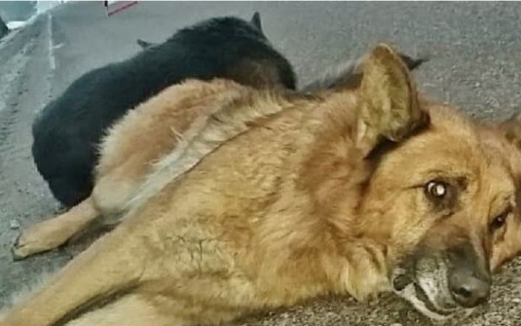 Zbiórka Zwięrzęta pokrzywdzone w wypadku - zdjęcie główne