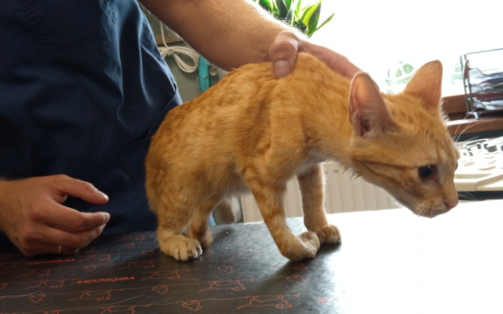 Rudy kot na stole, trzymany przez osobę.