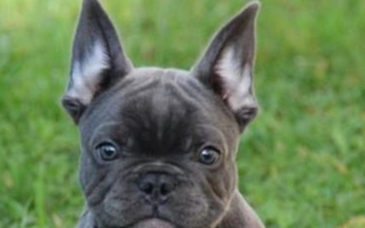 Zbiórka zbiórka na psa moich marzeń - zdjęcie główne