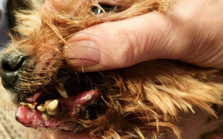 Ręka trzymająca psa z widocznymi zębami.