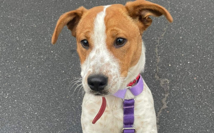 Zbiórka na walkę Hazel z parwowirozą - zdjęcie główne