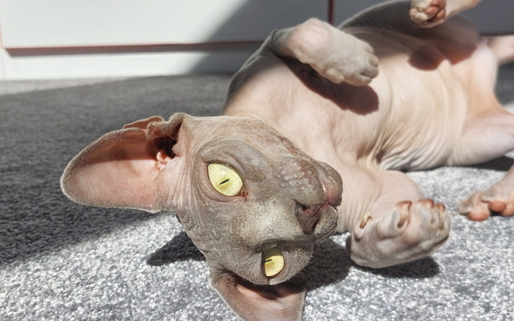 Zbiórka Leczenie Miji - zdjęcie główne