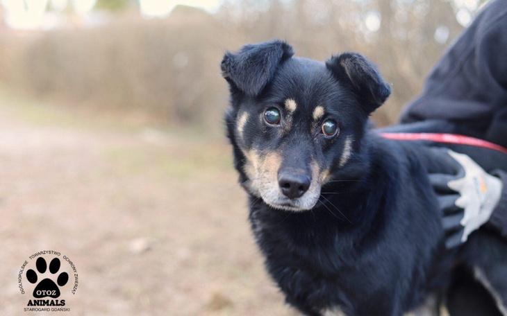 Zbiórka Staruszkowe potrzeby - zdjęcie główne