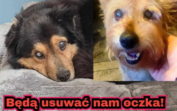 Dwa psy z problemami wzrokowymi, potrzebujące pomocy.