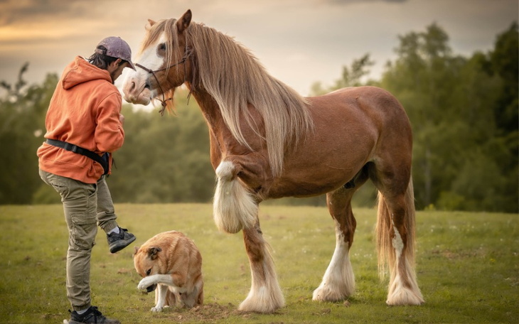 Osoba z koniem i psem na zielonej łące, w przyjaznej atmosferze.