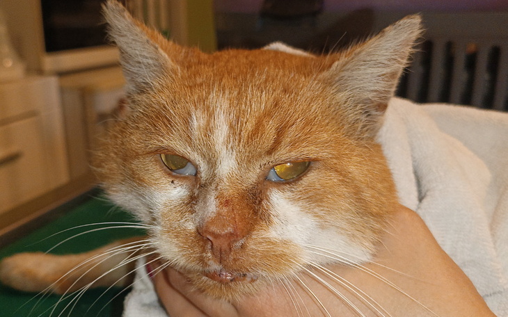 Kot z bliznami na twarzy, trzymany w rękach.