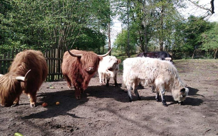 Zbiórka Na Trasport dla galloway pomożes - zdjęcie główne