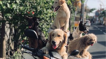 Zbiórka Więcej Miłości - miniaturka zdjęcia