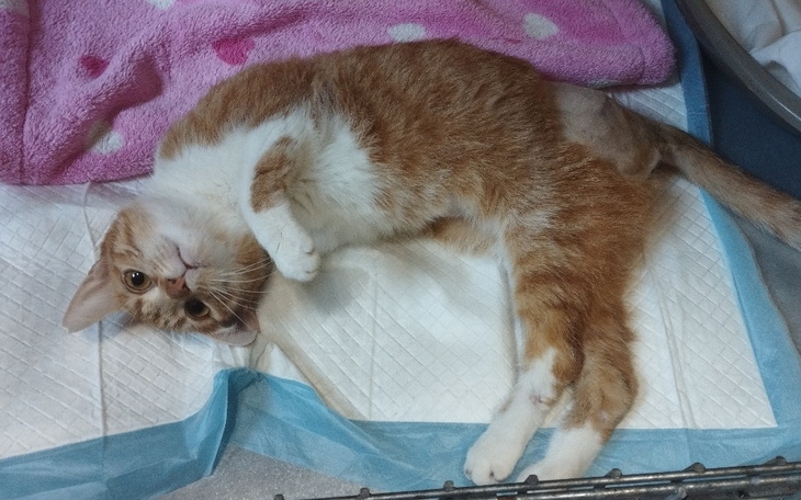 Zbiórka Na rehabilitacje kotów z wypadku - zdjęcie główne