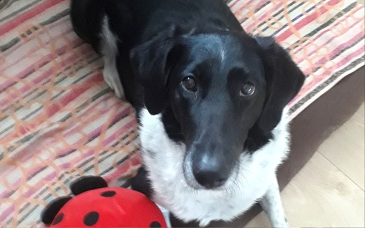 Zbiórka Leczenie Diany- rak czerniak ['] - zdjęcie główne