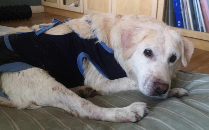 Zbiórka Kolejna prośba o wsparcie Reksia - zdjęcie główne